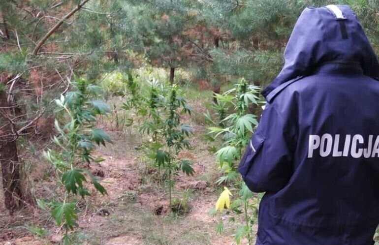 Plantacja zlikwidowana a gdzie właściciel