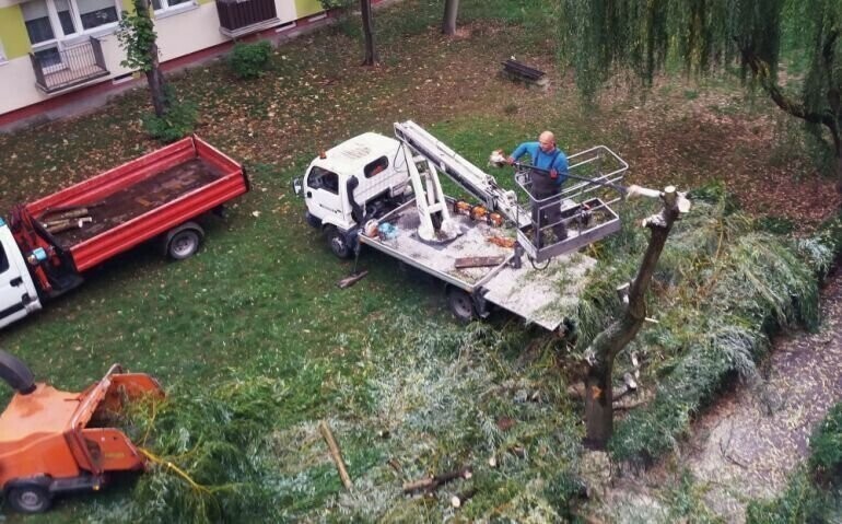Lokatorzy mówią NIE wycince drzew