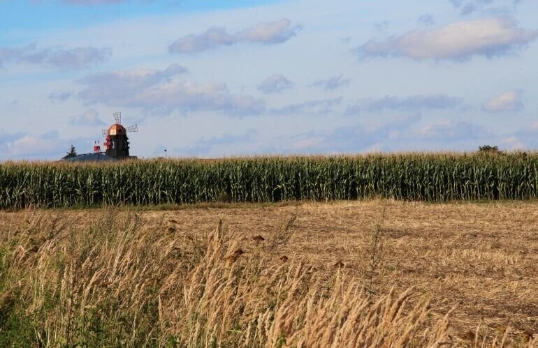 Susza dotknęła także gminę Wola Krzysztoporska