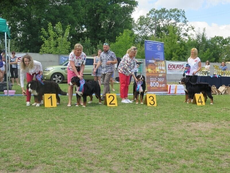 Przed nami kolejna Krajowa Wystawa Psów Myśliwskich