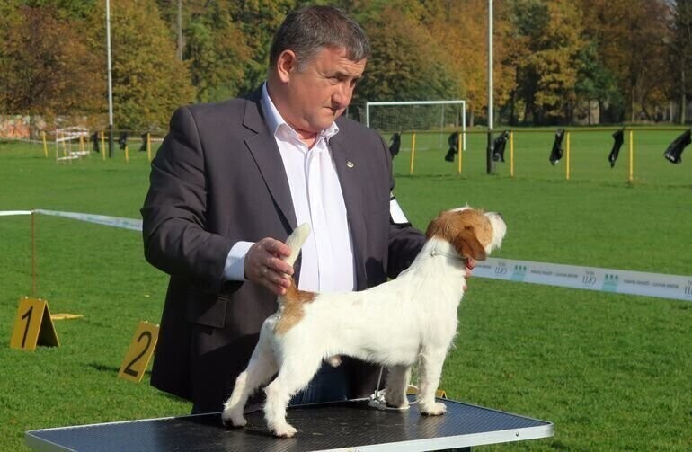 Wystawa psów myśliwskich w Piotrkowie