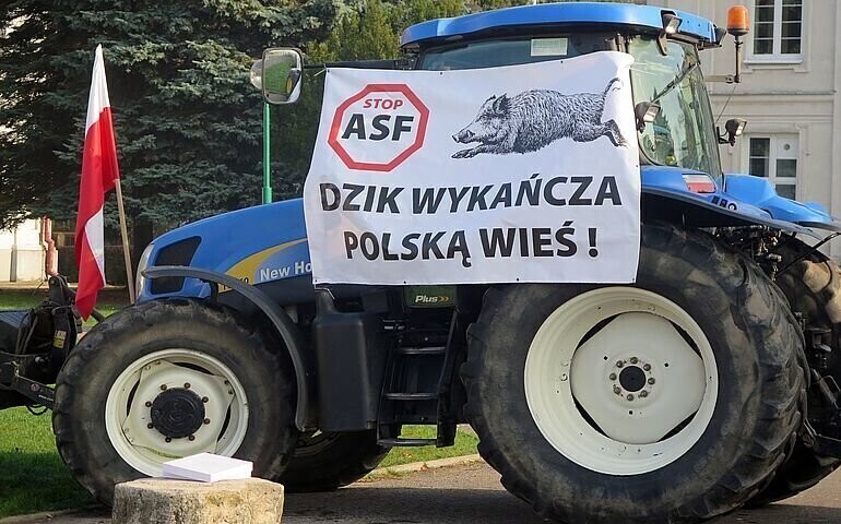Zlikwidować pogłowie dzika do zera