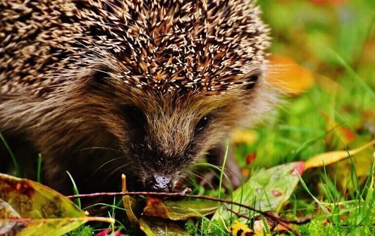 Nie musisz Nie zagrabiaj. Jeże się odwdzięczą