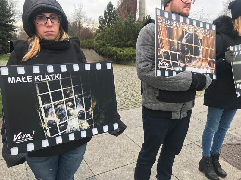 Viva przeciwko zabijaniu zwierząt na futra