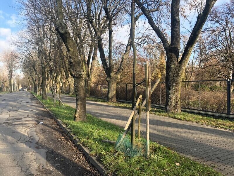 Zdjęcie 1: Niszczycielski spacer ulicą Żwirki