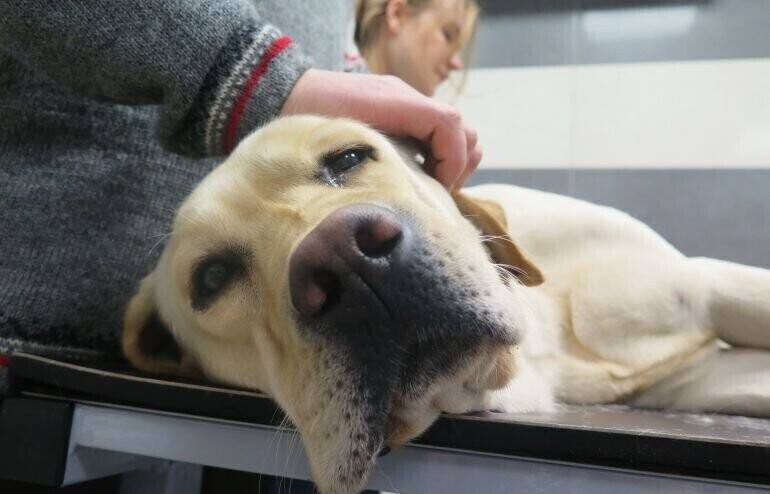 Labradorka Sahara oddała prawie pół litra krwi. Sobotnia akcja w klinice weterynaryjnej