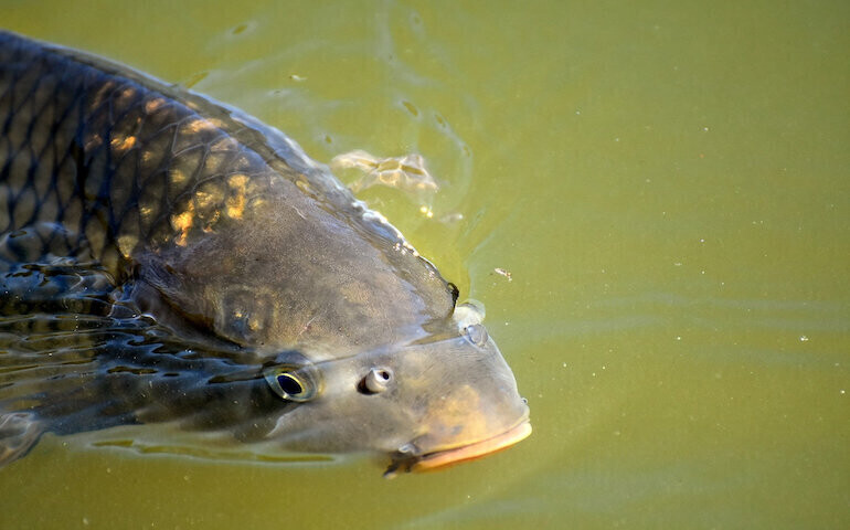 Niehumanitarna sprzedaż karpi w jednym z piotrkowskich hipermarketów Odpowiedź biura prasowego