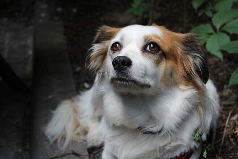 Gmina Czarnocin Czworonogi czekają na dom