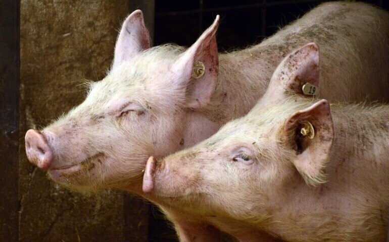 Chcesz wybudować lub rozbudować chlewnię Musisz też stworzyć biogazownię