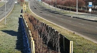 Nasadzenia przy trasie NS pod szczególną ochroną