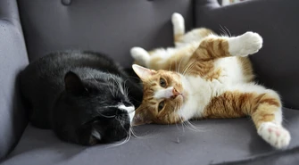 Jak wprowadzić do mieszkania drugiego kota?