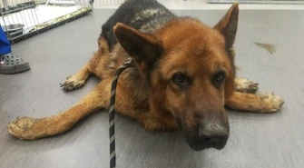 Cała Polska ratuje maltretowanego Nestora, psa organisty!