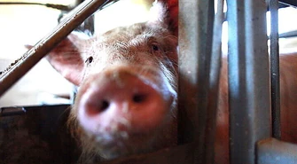 Wirus Afrykańskiego Pomoru Świń mamy już za sobą?