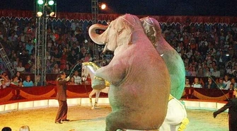 W Tomaszowie będą protestować przeciwko występowaniu zwierząt w cyrkach