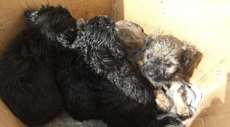 4 szczeniaki porzucone w pudle (VIDEO)