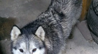 Husky znalazł właściciela!