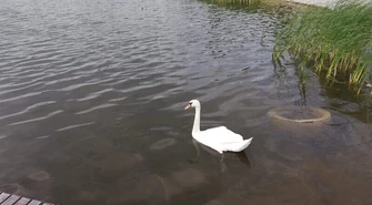 Ranny łabędź uratowany przez policjanta z Przedborza