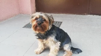 Potrącił psa, później po niego wrócił i...go porwał?