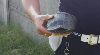 Interweniują nawet w sprawie żółwia