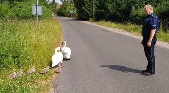Policja na ratunek rodzinie… łabędzi