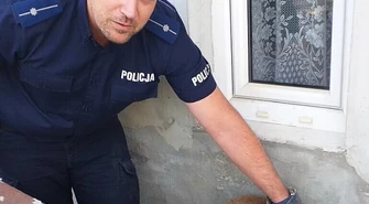 Policjanci z Wolborza uratowali lisa