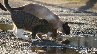Kto usuwa poidełka dla zwierząt?