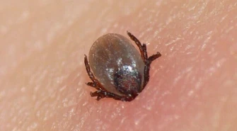 Wbije się w skórę, a ty nawet nie poczujesz