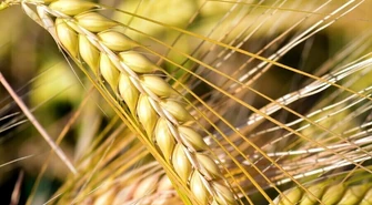 Gmina Czarnocin zaprasza na święto rolników