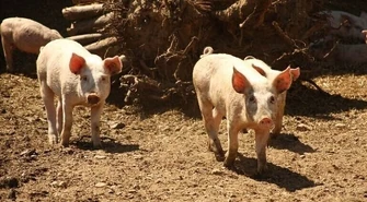 ASF coraz bliżej. Sanitarny odstrzał dzików pomoże?