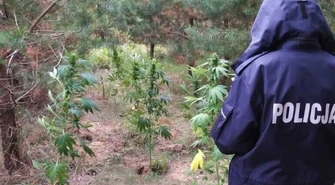 Plantacja zlikwidowana, a gdzie właściciel?