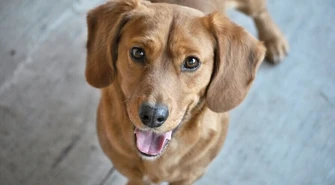 Pchły u psów- jak się ich pozbyć?