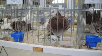 Moszczenica będzie gospodarzem ogólnopolskiej wystawy gołębi rasowych