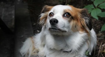 Gmina Czarnocin: Czworonogi czekają na dom