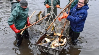Polski karp jest ekologiczny