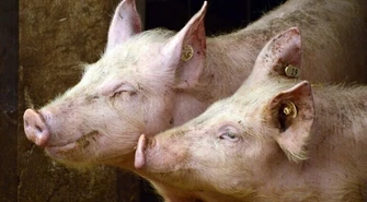 Chcesz wybudować lub rozbudować chlewnię? Musisz też stworzyć biogazownię