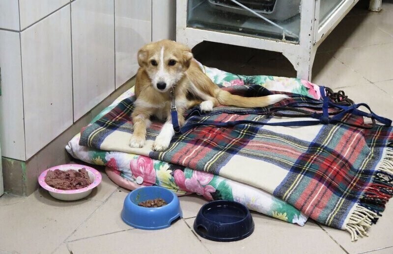 Tegorocznego sylwestra odczuły przede wszystkim zwierzęta