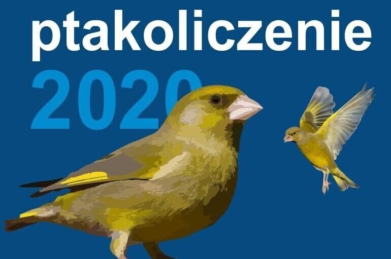 Zimowe ptakoliczenie 2020. Weź udział w wycieczce terenowej