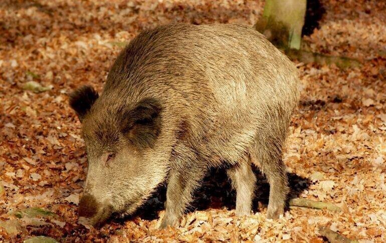 Odstrzał dzików konieczny do skutecznej walki z ASF
