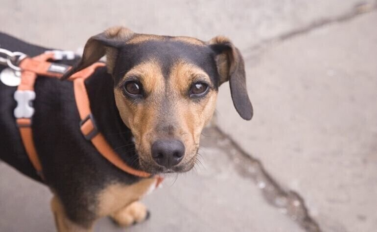 Czy warto wprowadzić podatek od posiadania psa