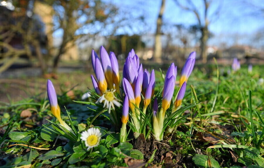 IMGW styczeń 2020 - piątym najcieplejszym styczniem w ostatnim półwieczu