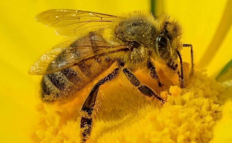 Zawiązało się Wolborskie Stowarzyszenie Pszczelarzy