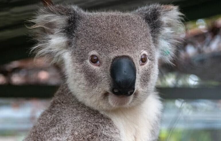 Uczniowie z Gomulina adoptowali koalę