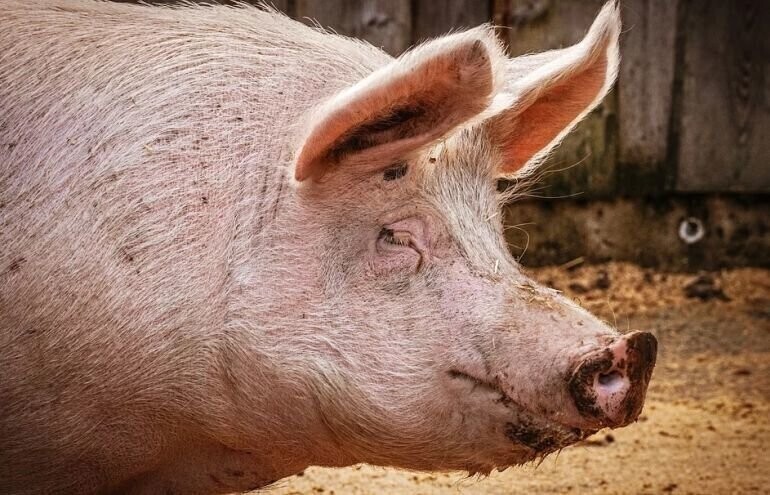 Rolnicy którzy zrezygnują z hodowli dostaną premie