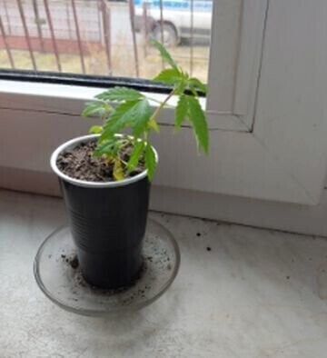 Do 3 lat więzienia za sadzonkę na parapecie