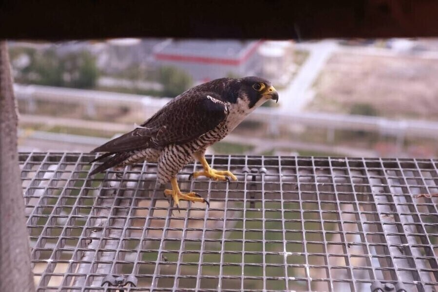 Sokoły wędrowne z elektrowni Bełchatów mają nowy dom