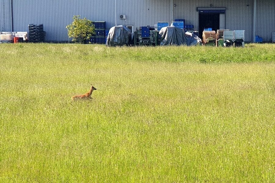 Dzikie zwierzęta w centrum Piotrkowa
