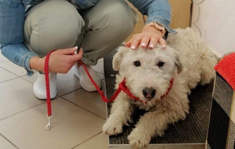 Szczęśliwy finał poszukiwań Bajki. Suczkę przygarnęła pracownica piotrkowskiej komendy