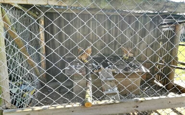 Przetrzymywał jastrzębie w klatkach