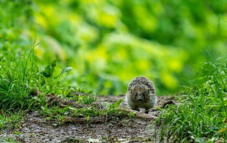To co złe dla ekosystemu jest dobre dla pandemii