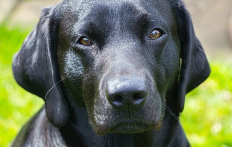 Naukowcy mówią ile ludzkich lat ma pies